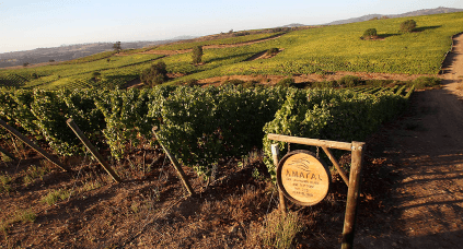 Vineyards at the Amaral Estate