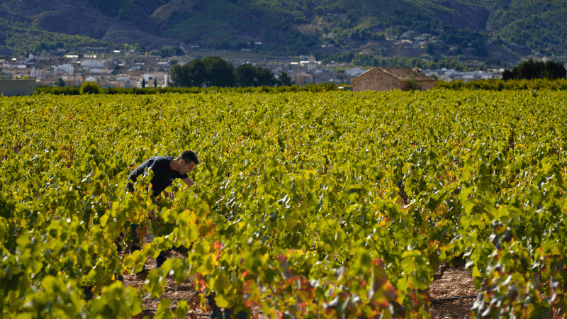 Work in a vineyard of the cooperative