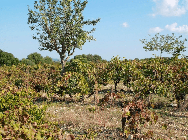 In the vineyard of Terra de Falanis In the vineyard of Terra de Falanis