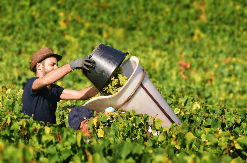 Harvest at the Côte d'Or Harvest at the Côte d'Or