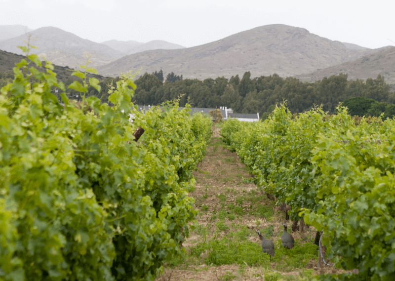 Globus Wine vineyard view Globus Wine vineyard view
