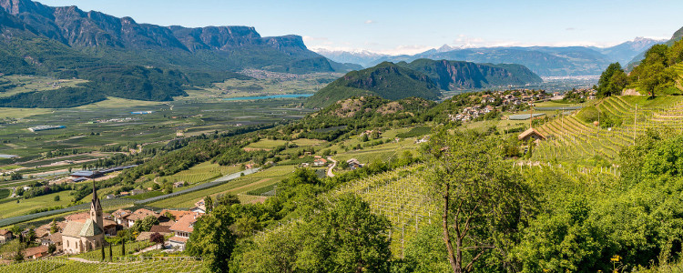 South Tyrol Adige Valley Vineyards