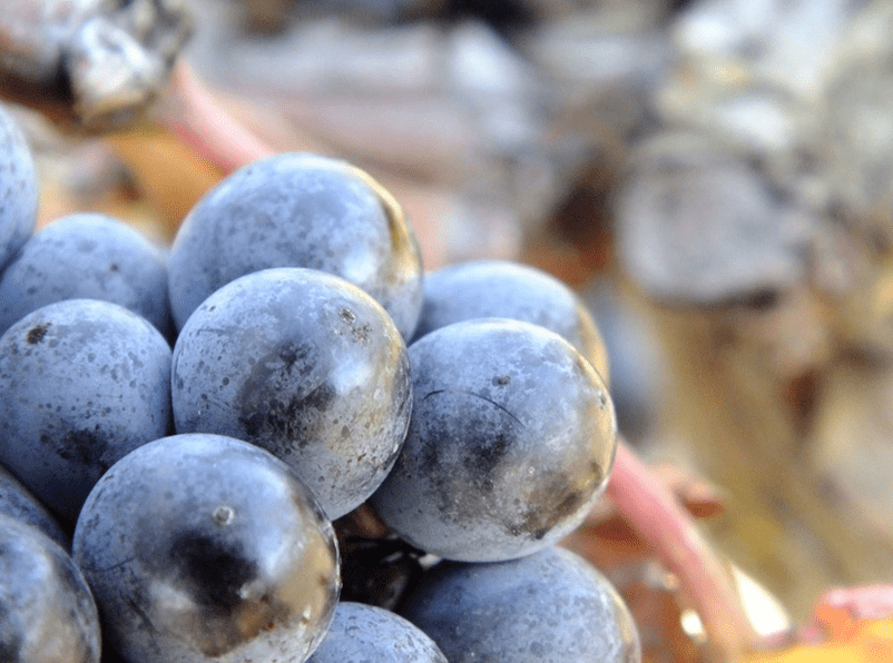 Autochthonous grape varieties are the heart of Terra de Falanis Autochthonous grape varieties are the heart of Terra de Falanis