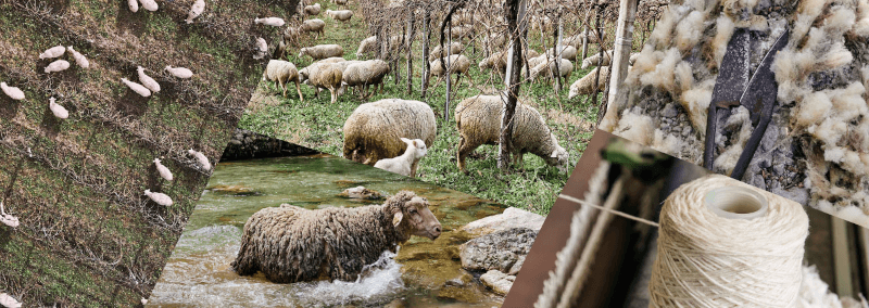 Sheep grazing on the vineyards Sheep grazing on the vineyards