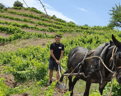 Work in the vineyard at Bodegas Acustic Celler