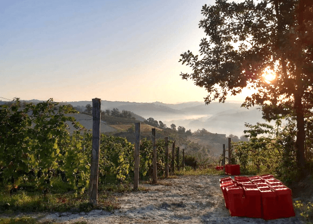 Borgo Maragliano Vineyard