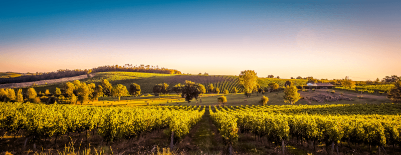 In the vineyards of Bordeaux