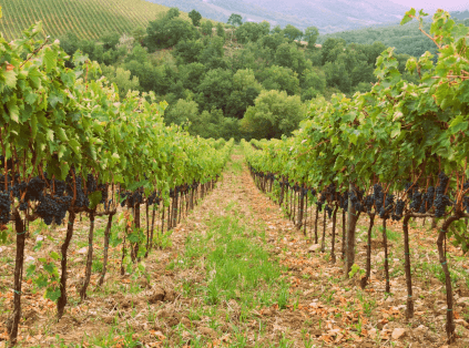 Vineyard of Tenuta di Vignole Vineyard of Tenuta di Vignole