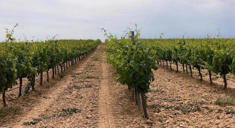 weingut-bodegas_alvarez-y_diez-weinberg-1 weingut-bodegas_alvarez-y_diez-weinberg-1