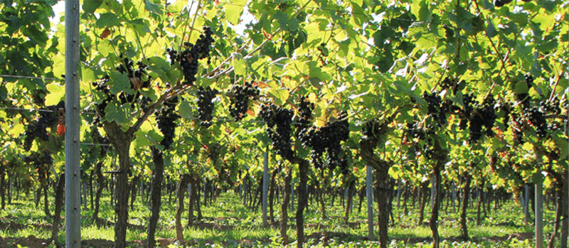 View into the vines of the winery View into the vines of the winery