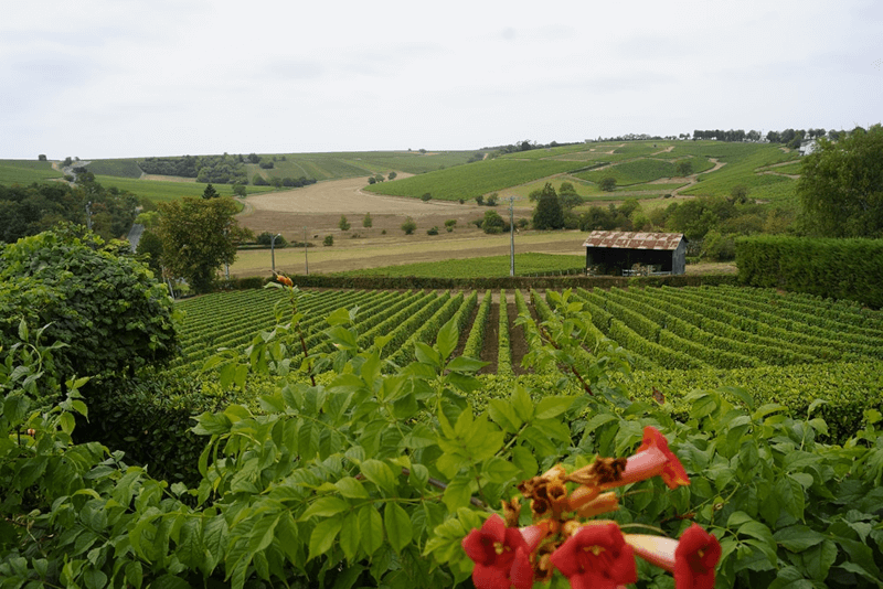 View of a vineyard at Domaine Michel Thomas View of a vineyard at Domaine Michel Thomas