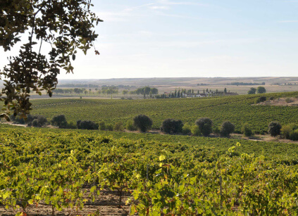 Bodega Dehesa La Granja Bodega Dehesa La Granja