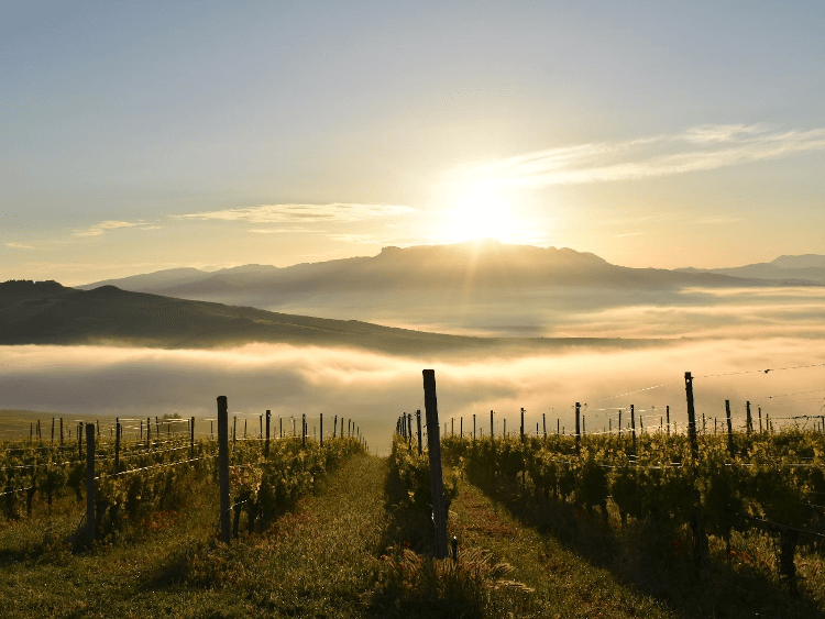 sunlit vineyards of Stemmari sunlit vineyards of Stemmari