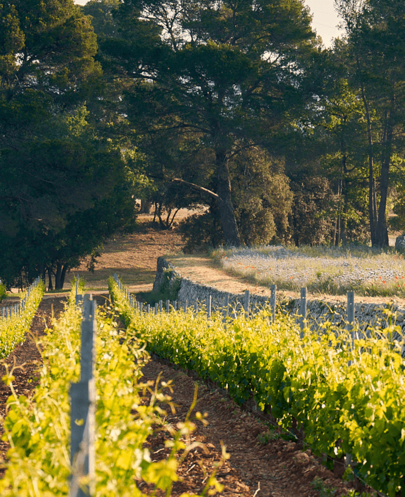 Domaines Ott vines Domaines Ott vines