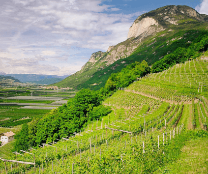 Vineyard Ferrari Trento Vineyard Ferrari Trento