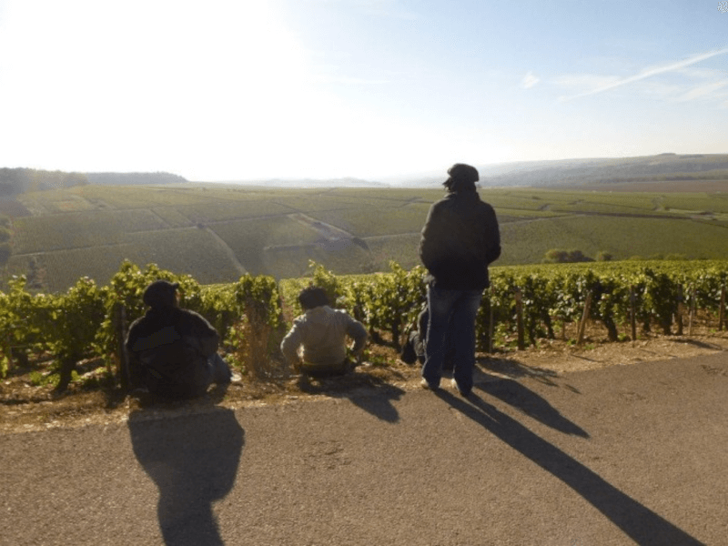 Domaine Servin Vineyards