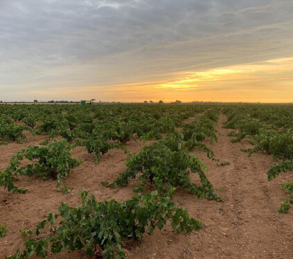 Vinedos El Vinculo Vinedos El Vinculo