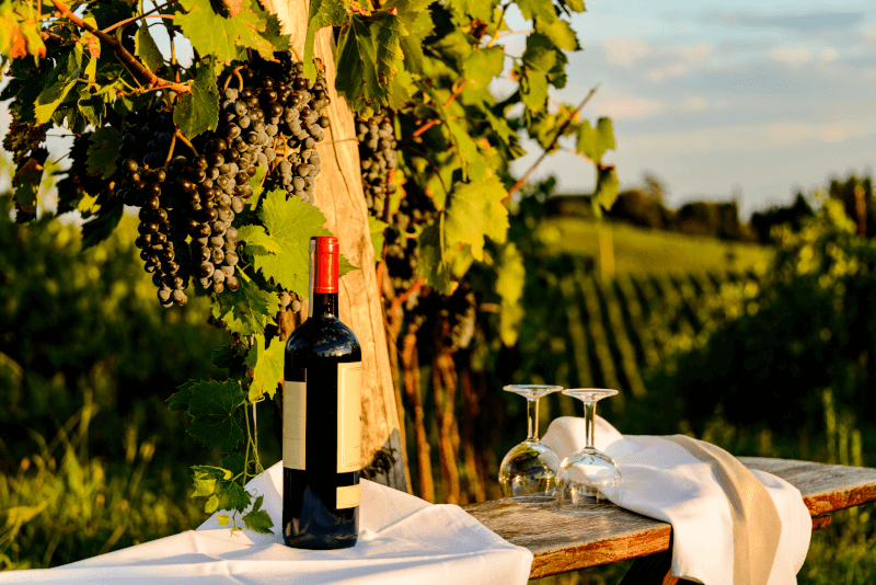 Weinprobe-im-Weinberg-in-Chianti-Toskana-Italien