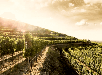 Birgit Eichinger vineyard Birgit Eichinger vineyard
