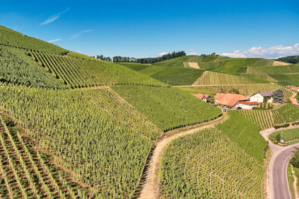 Vineyard Andreas Laible vineyard-andreas-laible