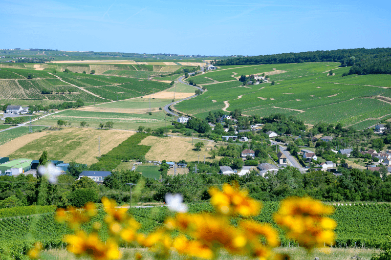 Sancerre Weinberge