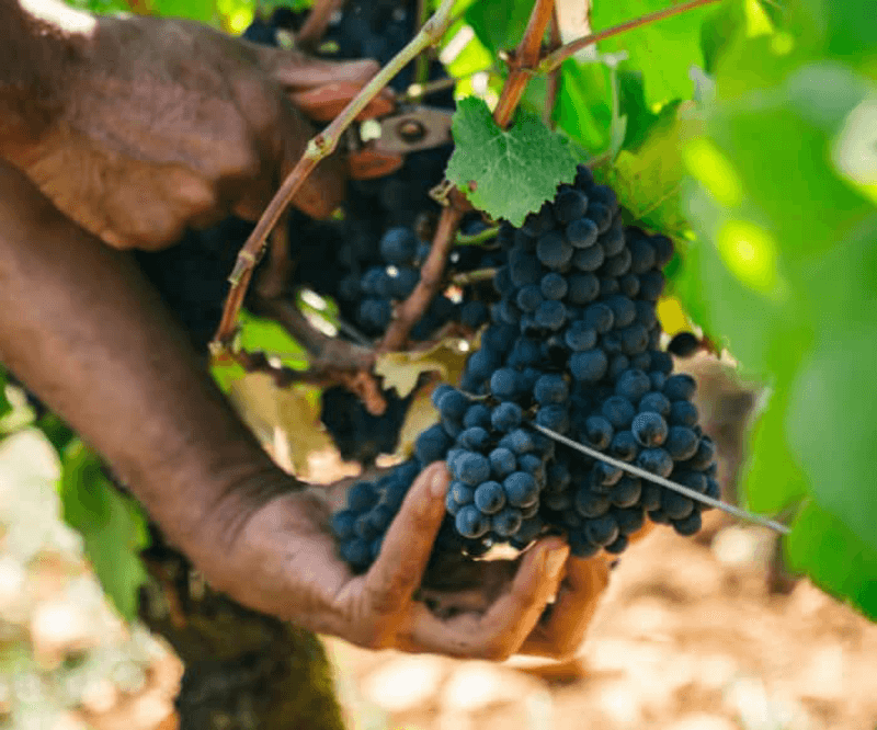 Domaine d Ardhuy Wine