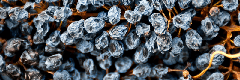 Barone Montalto dried vines