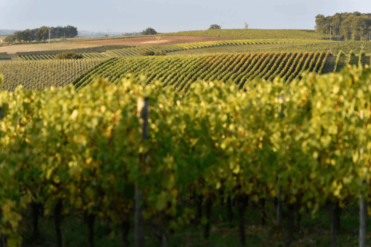 Vineyards of Château les Fontenelles