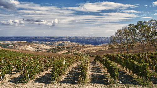 Vines of Vigneti del Vulture