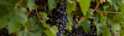 Merlot Caliterra Merlot-Caliterra