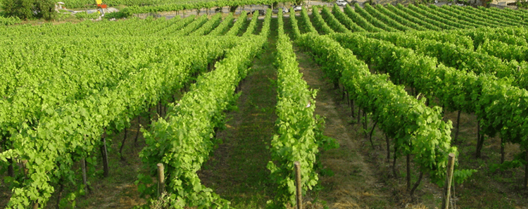 Global Wines Vines in DOC Vinho Verde Global Wines Vines in DOC Vinho Verde