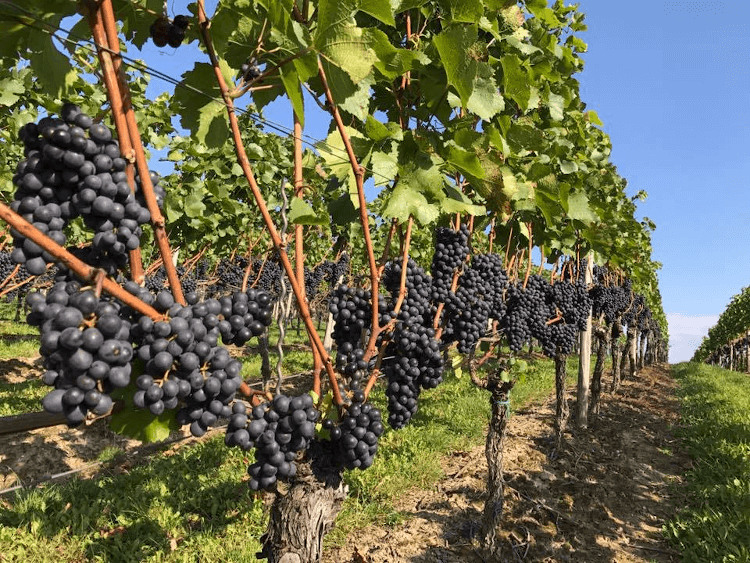 sun-drenched vineyards from Weingut Korrell sun-drenched vineyards from Weingut Korrell