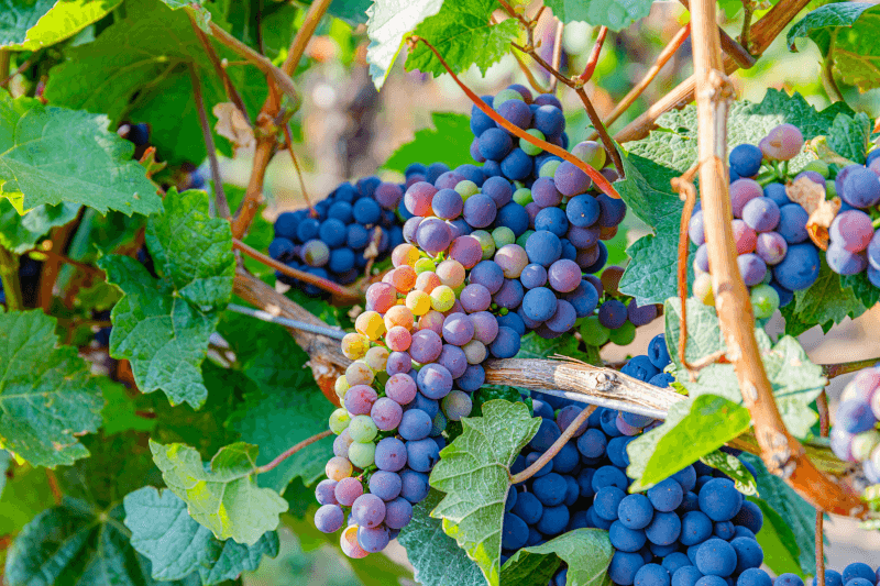 Romanian wine grapes Romanian wine grapes