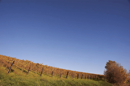 Vineyards in Italy Vineyards in Italy