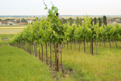 The vineyards of the Veit family
