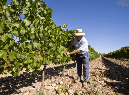 Bodegas Aragonesas wine care Bodegas Aragonesas wine care