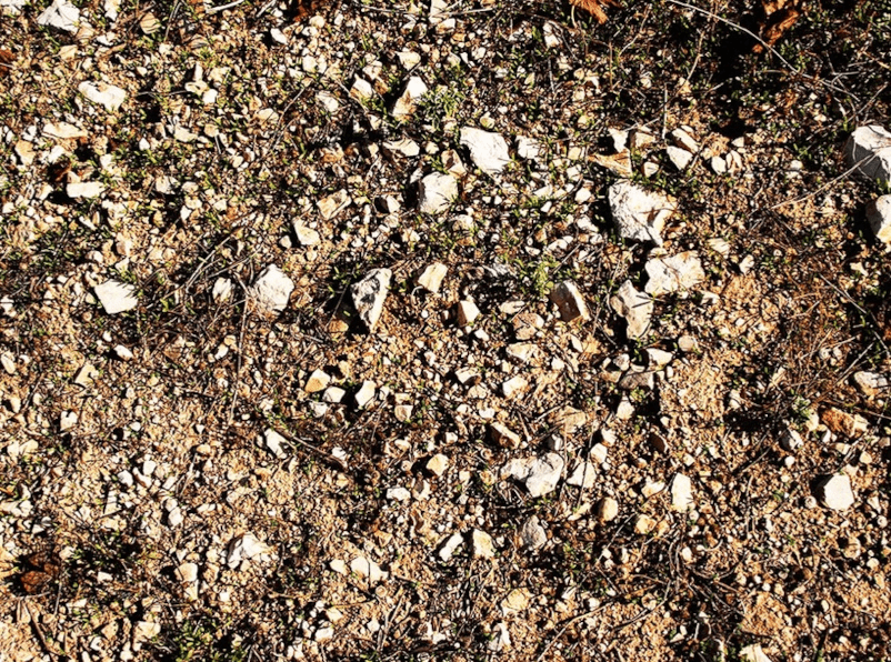 The vines grow on stony soils The vines grow on stony soils