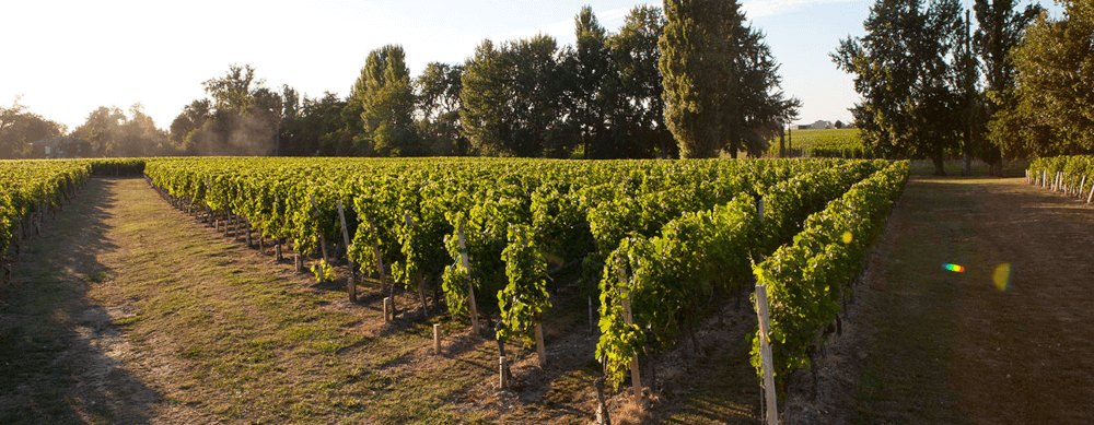 Chateau Montlabert Chateau Montlabert