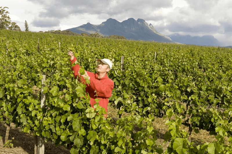 Villiera Wines Grape Harvest