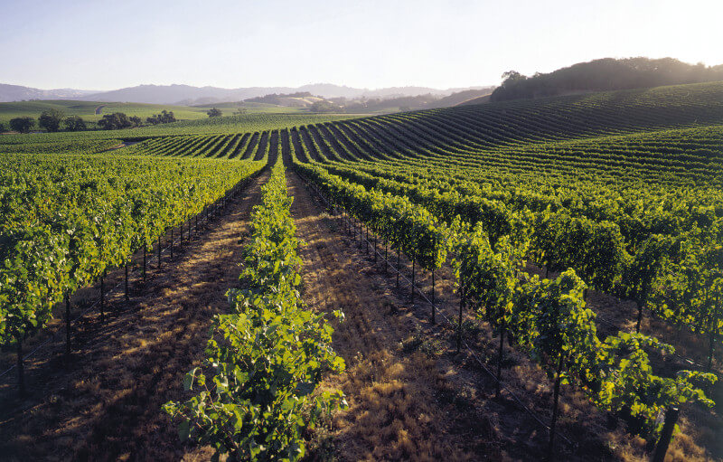 Canyon Road Vineyards Canyon Road Vineyards