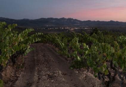 Vineyard of Acustic Celler