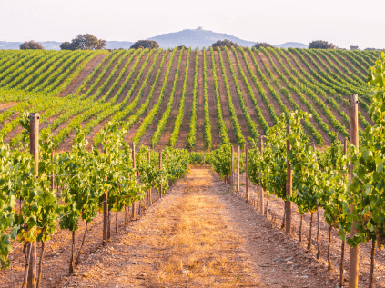 Vineyards in Alentejo Vineyards in Alentejo
