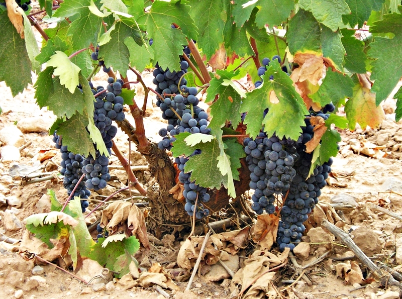 Tempranillo, Graciano and Garnacha are the red grape varieties at Hacienda Grimón