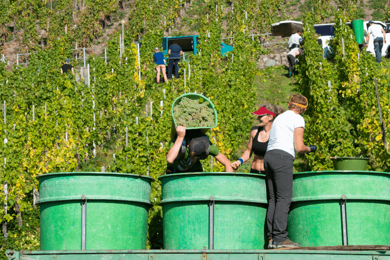Grape harvest on the Moselle