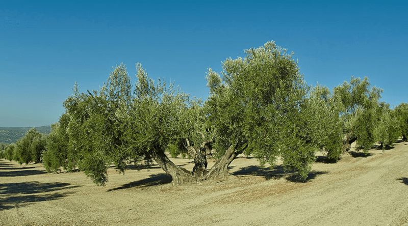 La Chinata olive grove La Chinata olive grove