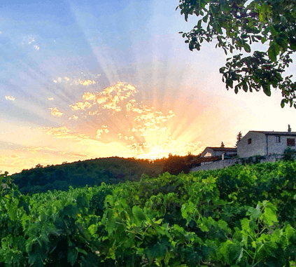 Brancaia vineyard Brancaia vineyard