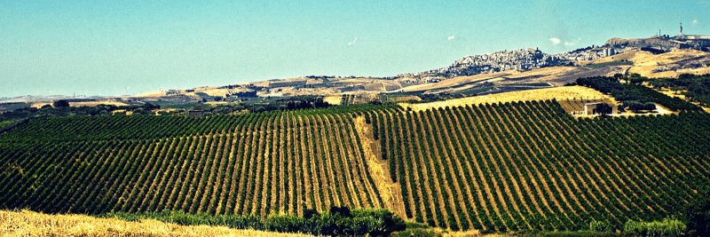 Barone Montalto Winery
