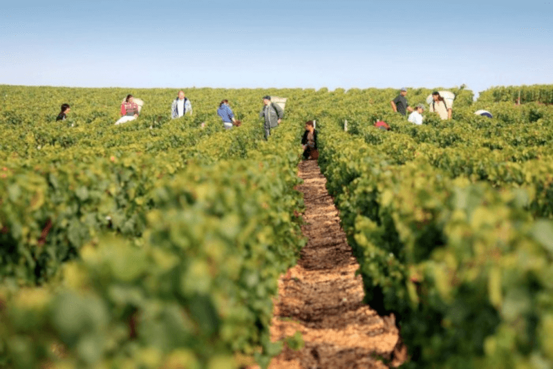 Domaine Servin wine care
