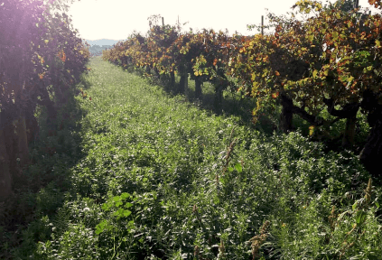 Vineyard of Acustic Celler