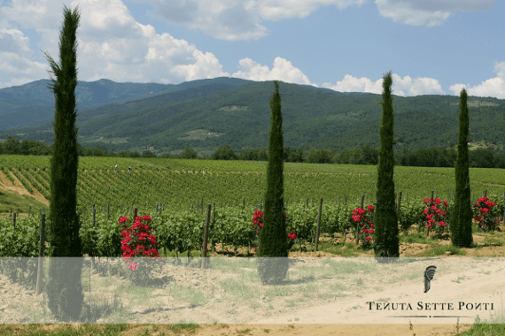 Tenuta Sette Ponti Tenuta Sette Ponti